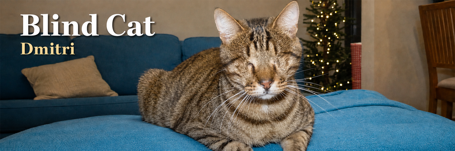 Blind Cat Dmitri resting on a blue sofa